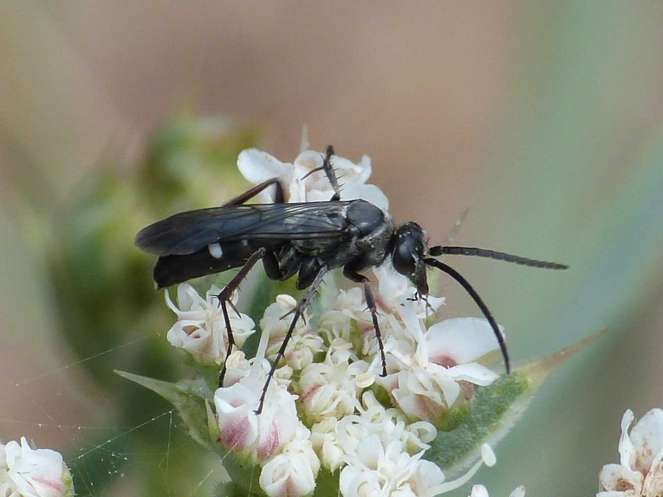 Piccolo Pompilidae